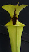 S. flava var. rubricorpora - #