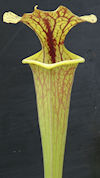 S. flava var. ornata - Gulf (W