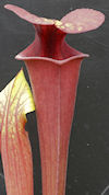 S. flava var. ornata - Gulf (W