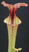 S. flava var. cuprea - 'Chocol