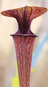 S. flava var. atropurpurea - B