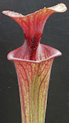 S. flava var. atropurpurea - B