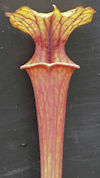 S. flava var. atropurpurea - B