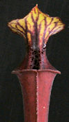 S. flava var. atropurpurea - B