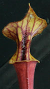 S. flava var. atropurpurea - B