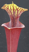 S. flava var. atropurpurea - W