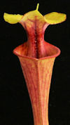 S. flava var. atropurpurea - W