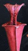 S. flava var. atropurpurea - W