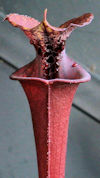 S. flava var. atropurpurea - W