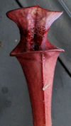 S. flava var. atropurpurea - W