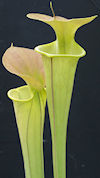 S. flava var. cuprea - Orange 