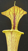 S. flava var. cuprea - Orange 