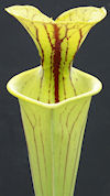 S. flava var. flava - Giant, A