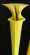 S. flava var. flava - Giant, A