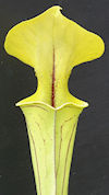 S. flava var. ornata - Heavy v