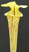 S. flava var. ornata - Heavy v