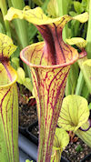S. flava var. ornata - Miramar