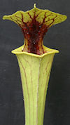 S. flava var. ornata - Miramar