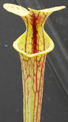 S. flava var. ornata - Miramar