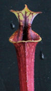 S. flava var. ornata - Miramar