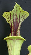 S. flava var. ornata - Solid r