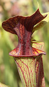 S. flava var. ornata - 'Supero