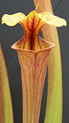 S. flava var. rubricorpora - H