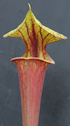 S. flava var. rubricorpora - H