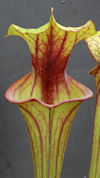 S. flava var. rubricorpora - H