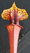 S. flava var. rubricorpora - H
