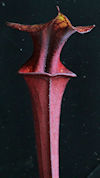 S. flava var. rubricorpora - V