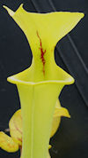 S. flava var. rugelii - Giant,