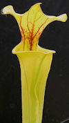 S. flava var. flava - A2, very