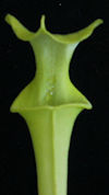 S. flava var. maxima - wide li