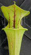 S. flava var. maxima - Shand's