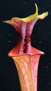 S. flava var. rubricorpora - R