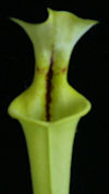 S. flava var. rugelii - Readin