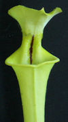 S. flava var. rugelii - Readin