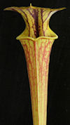 S. flava var. maxima - 'Slacks