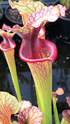 S. leucophylla - Red & white -