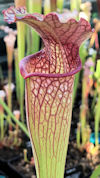 S. alata - Giant red throat - 