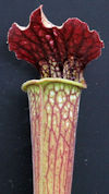 S. alata - Giant red throat - 