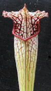 S. leucophylla - Pubescent Pin