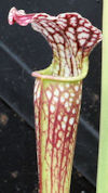 S. leucophylla - Pink Lipped -