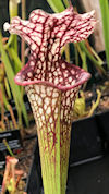 S. leucophylla (MS L31A - robu