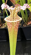 S. leucophylla (MS L31A - robu