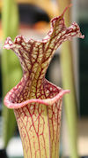S. leucophylla (MS L31A - robu