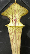 S.  'Aidans veiny thingy' x fl