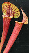 S. flava var. maxima - North C