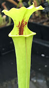 S. x moorei - 'Bud Wilkerson' 